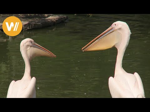 Pelikan | Unsere Tierwelt (Kurze Tierdokumentation)