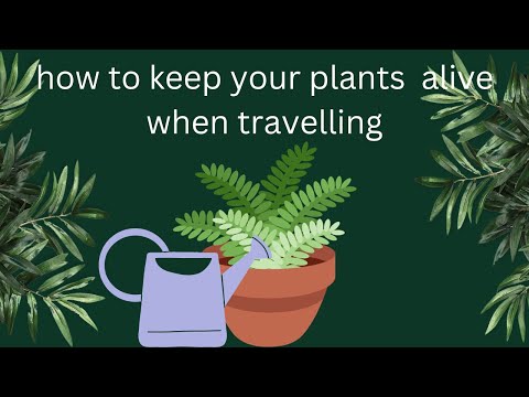 5 Genius Ways to Water Your Plants When You are Away on Vacation - Indoor Plants Automatic Watering