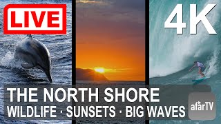 🔴 Live Now: 24/7 Famous North Shore  of Oahu, Hawaii in 4K Ultra HD
