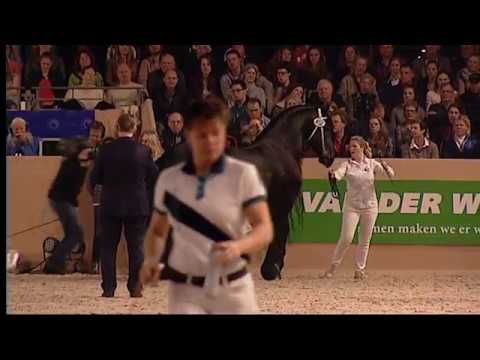 KFPS Hengstenkeuring 2016 Kampioenschap oudere hengsten