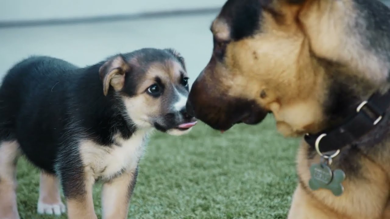 Barkfest | Wednesdays