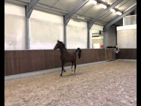 SOLD   Numero Uno x Caretano Stallion 2012