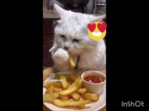 #cat #catlover #poor cat #youtubeshorts #cute #catlover #shortsfeed #pets #viralvideo #short