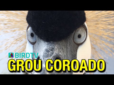 download lagu mp3 mp4 Grou Coroado, download mp3 Grou Coroado free download mp3, download mp3 Grou Coroado