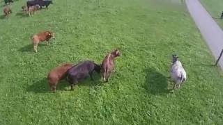 preview picture of video 'Ferien auf dem Bauernhof Vorrüti in Wuppenau bei Langenegger bauernhofferien-vorueti.ch'