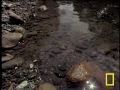 Jesus Christ Lizard National Geographic