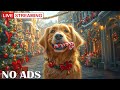 Relaxing Holiday Music For Dogs 12 Hours Of Soothing Music For A Peaceful Christmas Eve