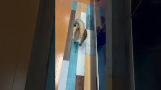 話しかけてくる猫 #shorts