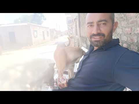 અમારા ગામમાં એક કુતરાના નવ ગલુડિયા 🐶🐕