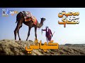 Muhabbatun Jo Maag - Story | Mon - Fri at 8 pm | Soap Serial | SindhTVHD Drama