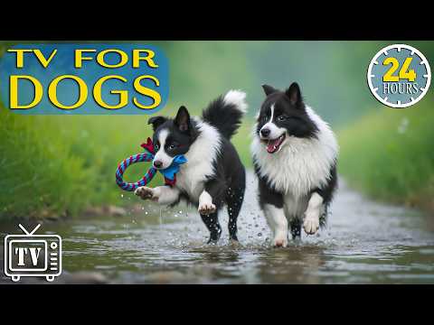 24/7 Dog TV: Best Videos Anti-Anxiety & Music to Prevent Anxiety & Boredom for Dogs - Music for Dogs
