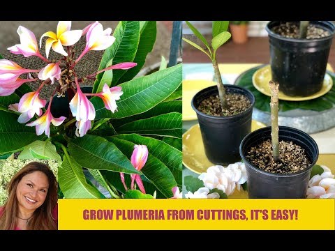 CORTES DE PLUMERIA 🌿 CUIDADOS BÁSICOS COM PLUMERIA 🌿Propagação de plantas /Shirley Bovshow