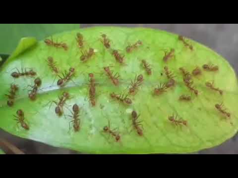 kehidupan semut hitam