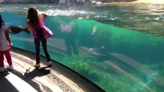 Sea Lion reacts when little girl falls