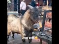 The goat is having a flame bath - Viral Video Store of Emre The goat is having a flame bath