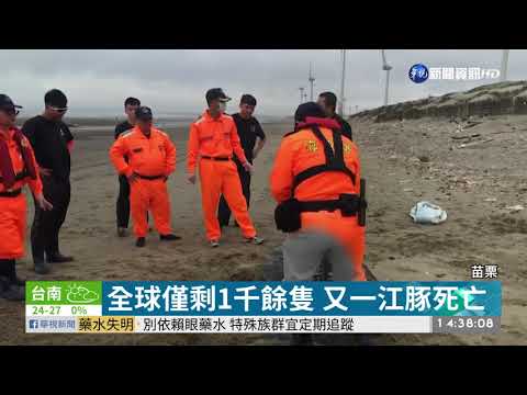 瀕絕保育類"江豚" 陳屍苗栗海灘