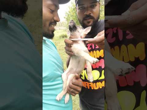 Dog Curry Recipe in Village Style 😁🐕‍🦺 Funny Moments 😂 @cookwithrider #shorts #shortsvideo #viral