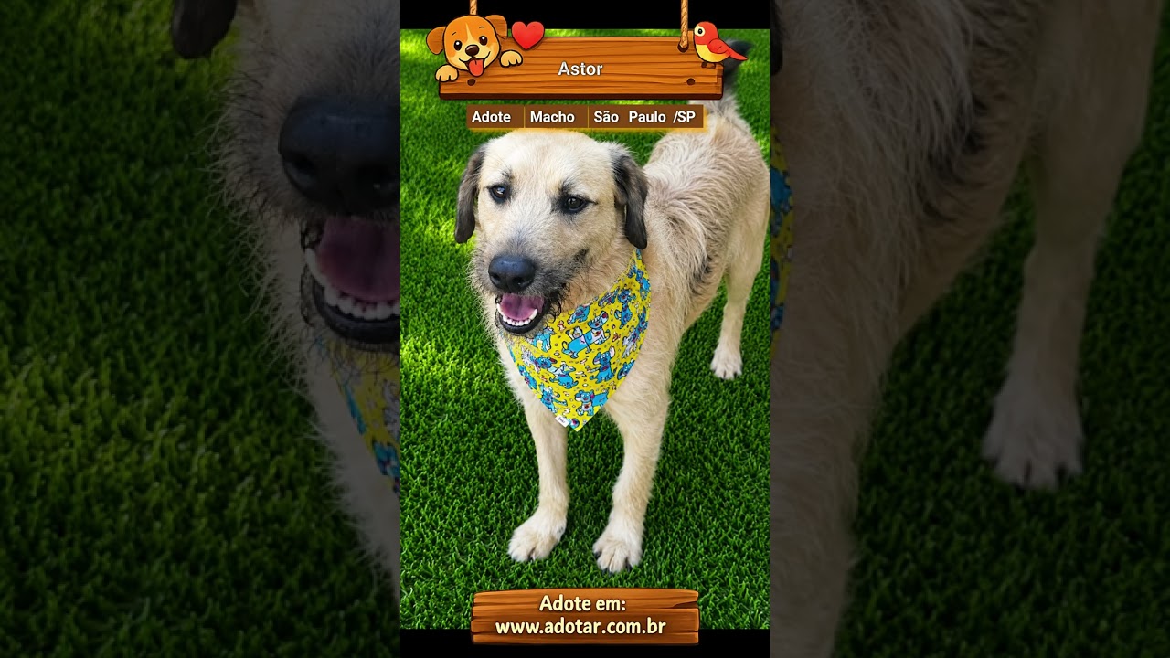 Cachorro raça SRD-ViraLata idade 2 anos nome Astor
