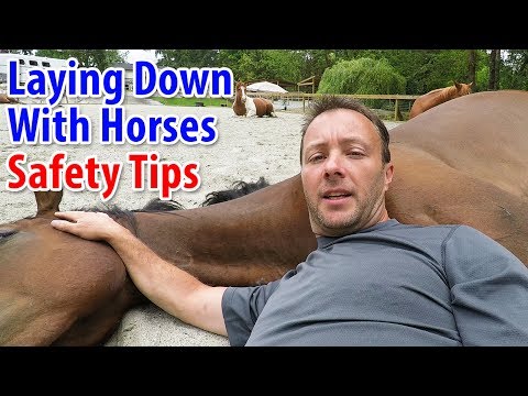 download lagu mp3 mp4 Horse Laying, download lagu Horse Laying gratis, unduh video klip Horse Laying