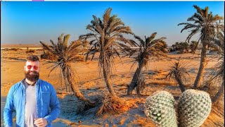 Desert Plants and Adaptations  Learning Made Fun