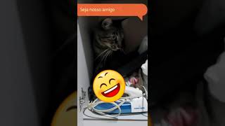 Brincando de Esconder Com Meu Gato #shorts