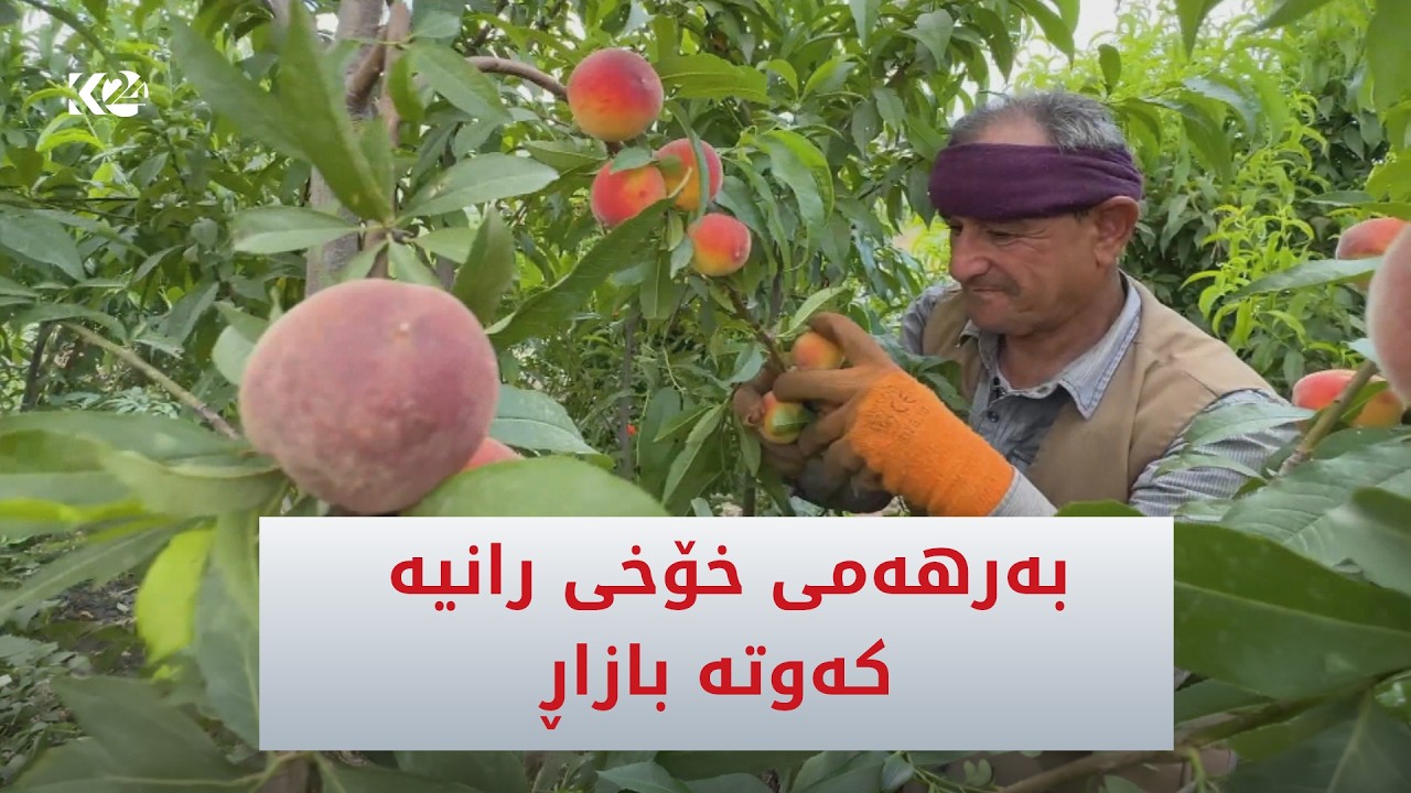 ڤیدیۆ | بۆ یەکەم جار بەرهەمی خۆخی رانیە دەخرێتە بازاڕەوە
