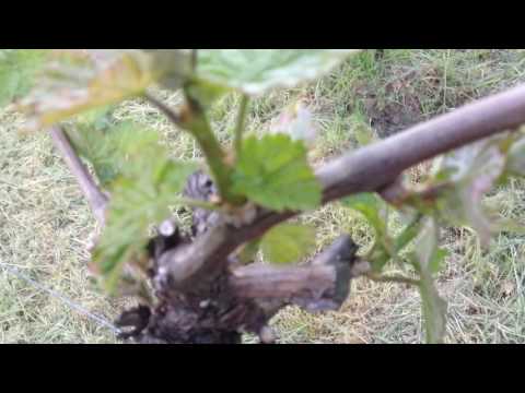 Rebtriebe ausbrechen im Wingert Handwerk-Kieferberg