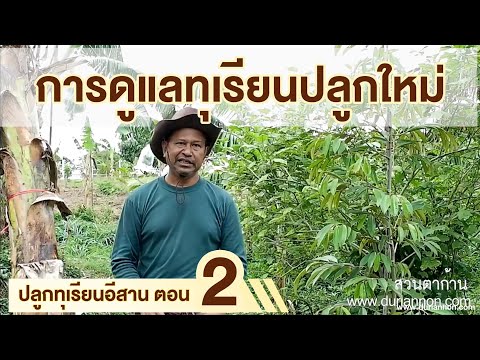 ปลูกทุเรียนอย่างไรในภาคอีสาน ตอนที่ 2