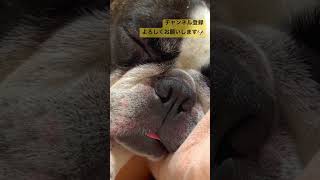 疲れてたのか、舌だして寝てます　😅　　　　　　　　　　　　　　　　　　　　　　"They're sleeping with their tongue out, must be tired! 😅"