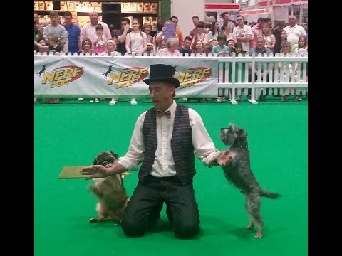 Dimadogs - Puttin' on the Ritz