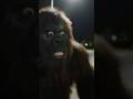 Crazy Ai Funny Vlog Gorilla Vlogger Comedy Vlogging Monkey Bigfoot