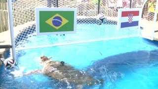 Aposta no Brasil é teste para tartaruga Cabeção substituir polvo Paul