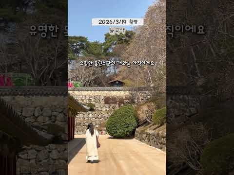 #실시간경주 #개화현황 2026/3/19 촬영