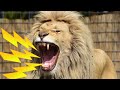 INTENSE Lion Roaring Sounds | Scary Lions Roar Sound Effect!