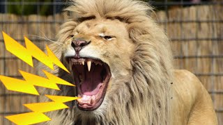 INTENSE Lion Roaring Sounds  Scary Lions Roar Soun