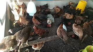 Download lagu Penternakan Ayam Kampung Episod 3 - Ayam Dewasa Dan Penjualan mp3 Download lagu Penternakan Ayam Kampung Episod 3 - Ayam Dewasa Dan Penjualan mp3