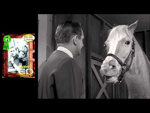 Mr. ED - Das sprechende Pferd Collection 2