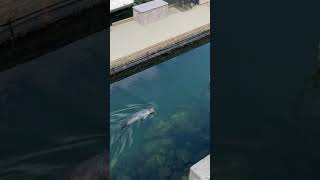 【カナダの野生動物】アザラシ