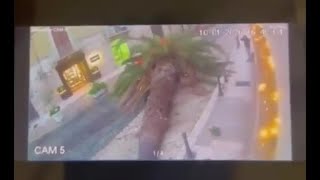 Trani, albero cade contro un'auto e sfiora un passante