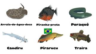 Cada Peixe Perigoso do Brasil Explicado em 6 Minutos