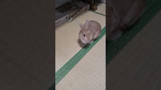 うさぎとの日常その14 #うさぎ #うさぎのいる暮らし