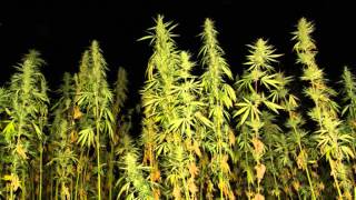 DjCrazeZY - Raggastep bass mix (Kanka/Alborosie)