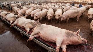 4,1 Milhões De Porcos São Abatidos A Cada 24 Horas Nos EUA – Grandes Instalações De Processamento