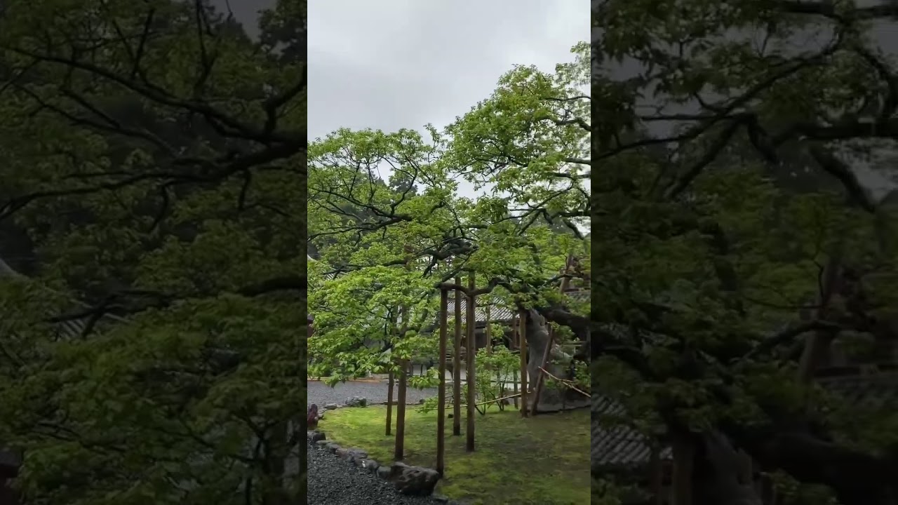 YouTube Short thumbnail