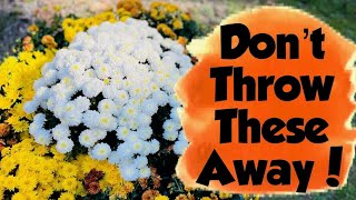 Mums Aren’t Annuals! How to Plant Them Once So They Return Every Year