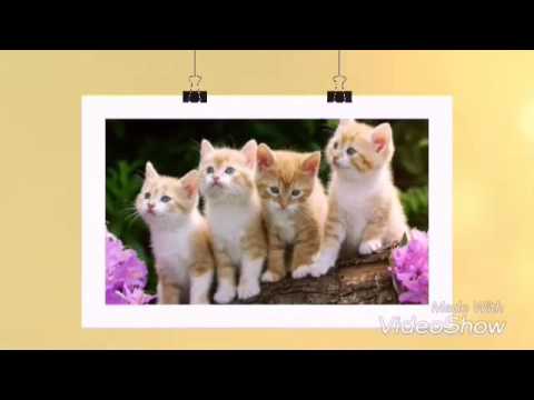 Nice cats by rasheid and zaid