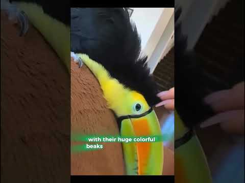 Discover the colorful and exotic world of toucans. #ChangingNature #Toucan