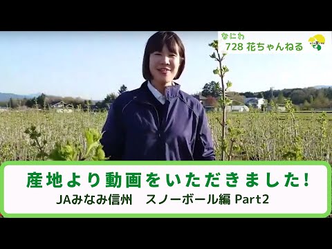 園芸 スノーボール、ガマズミ属の帯