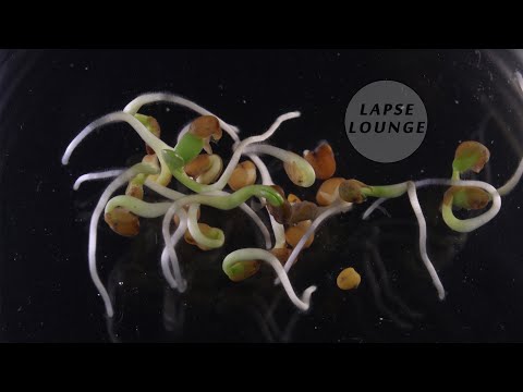 Underwater Germination Clover Seeds - 7 Day Time Lapse
