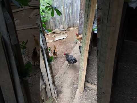 Paula Cândido Minas Gerais